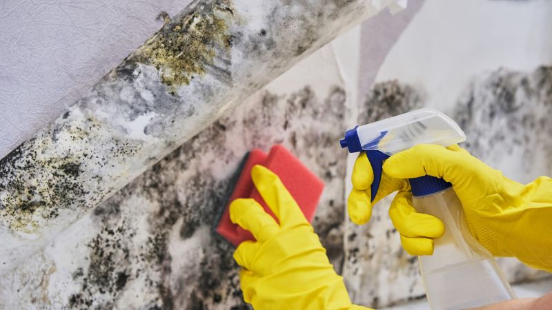 Black Mold Removal in Palm Beach County, FL