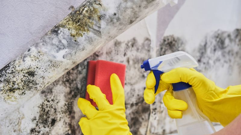 Garage Mold Remediation in Fort Worth, TX