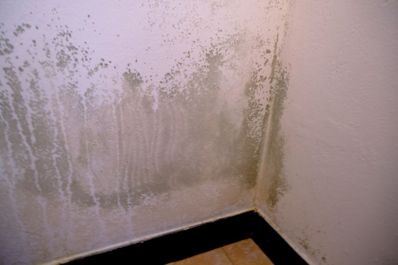 Mold Mitigation Service in Broward County, FL
