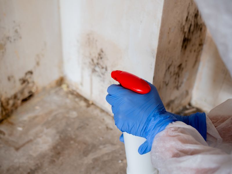 Mold Remediation Service in Boca Raton, FL